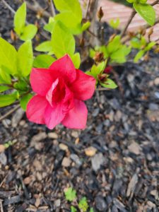 twkEMX8zZR9x | Walter Reeves: The Georgia Gardener