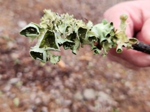 wdf05IiqBA9V | Walter Reeves: The Georgia Gardener