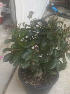 5rhpeduoQOWb | Walter Reeves: The Georgia Gardener
