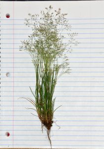 F56x9OK4JBdh | Walter Reeves: The Georgia Gardener