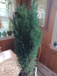 MZpi7auqcPxW | Walter Reeves: The Georgia Gardener