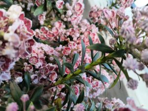 ZqpOoIS64Aeg | Walter Reeves: The Georgia Gardener