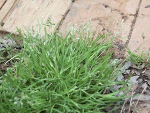 annual bluegrass | Walter Reeves: The Georgia Gardener