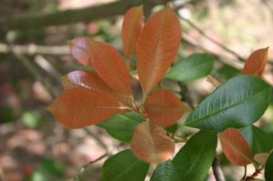 photinia foliage 2 | Walter Reeves: The Georgia Gardener