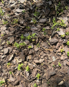 4XwbygzIfTe2 | Walter Reeves: The Georgia Gardener