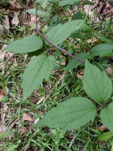 B6AWDXblPkVu | Walter Reeves: The Georgia Gardener