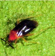 azalea bug | Walter Reeves: The Georgia Gardener