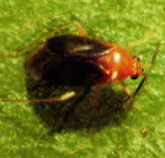 azalea bug2 | Walter Reeves: The Georgia Gardener