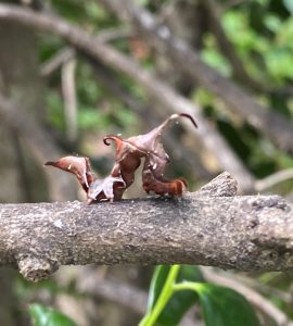 Jp7UECbIPv0r | Walter Reeves: The Georgia Gardener