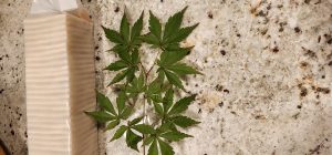 Gl4Xq7w8iA3C | Walter Reeves: The Georgia Gardener