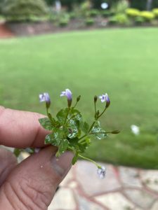 jgviC5kMteFw | Walter Reeves: The Georgia Gardener