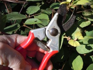pruners | Walter Reeves: The Georgia Gardener