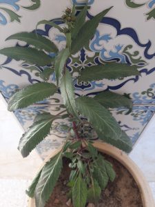 Ky2FrgcBnhim | Walter Reeves: The Georgia Gardener