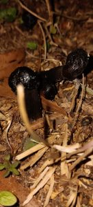 _rUoHPwyJM72 | Walter Reeves: The Georgia Gardener