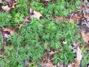 gjvWkEfubeFG | Walter Reeves: The Georgia Gardener