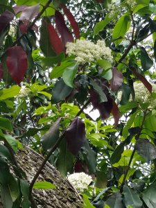 AUXTM2RV1zHZ | Walter Reeves: The Georgia Gardener