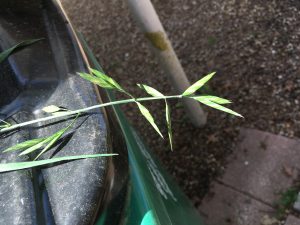 8TfiXbLhjamk | Walter Reeves: The Georgia Gardener