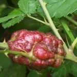 blackberry-cane-gall-4 | Walter Reeves: The Georgia Gardener