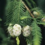 dawn-redwood-galls | Walter Reeves: The Georgia Gardener