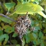 forsythia-gall-1-scaled | Walter Reeves: The Georgia Gardener