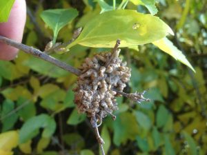 forsythia-gall-1-scaled | Walter Reeves: The Georgia Gardener