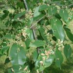 gallcherry | Walter Reeves: The Georgia Gardener