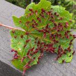 grape-tube-gall-scaled | Walter Reeves: The Georgia Gardener