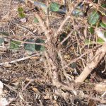 loropetalum-damage-2 1 | Walter Reeves: The Georgia Gardener