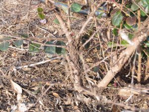 loropetalum-damage-2 1 | Walter Reeves: The Georgia Gardener