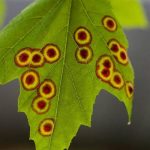 mapleeyespot2 | Walter Reeves: The Georgia Gardener