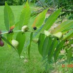 sumac-galls-1xx | Walter Reeves: The Georgia Gardener