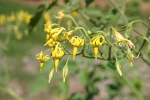 tomato flowers | Walter Reeves: The Georgia Gardener