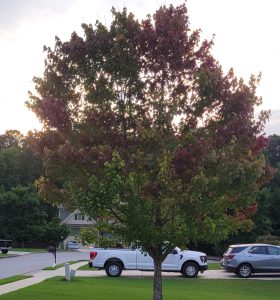 aLMI3evb74Zh | Walter Reeves: The Georgia Gardener