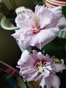 etidKNFLpz9n | Walter Reeves: The Georgia Gardener