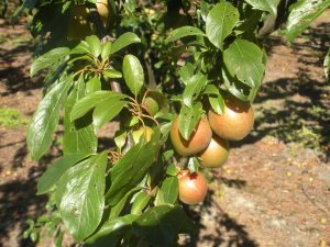 plum 1 2 | Walter Reeves: The Georgia Gardener