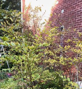 UitOG2xTkfaX | Walter Reeves: The Georgia Gardener