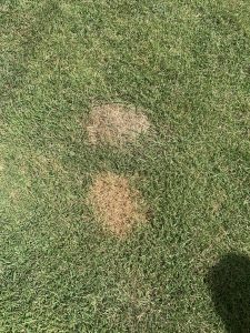 spot663 | Walter Reeves: The Georgia Gardener