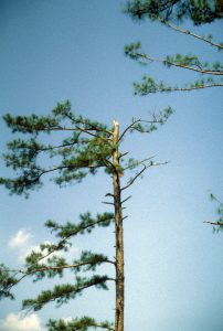 tornado 3 | Walter Reeves: The Georgia Gardener