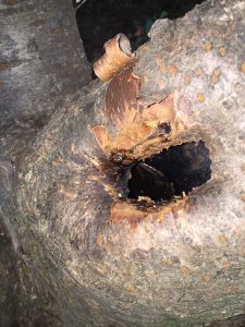 tree crotch water trapped | Walter Reeves: The Georgia Gardener