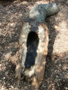 tree heart rot | Walter Reeves: The Georgia Gardener