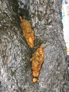 tree hole foam 2 | Walter Reeves: The Georgia Gardener