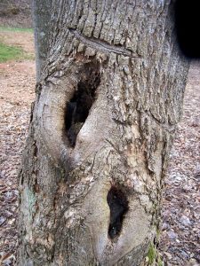tree hole in trunk 1 Preston Scott | Walter Reeves: The Georgia Gardener