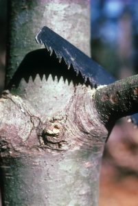 tree prune at collar | Walter Reeves: The Georgia Gardener