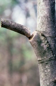 tree pruned stub | Walter Reeves: The Georgia Gardener