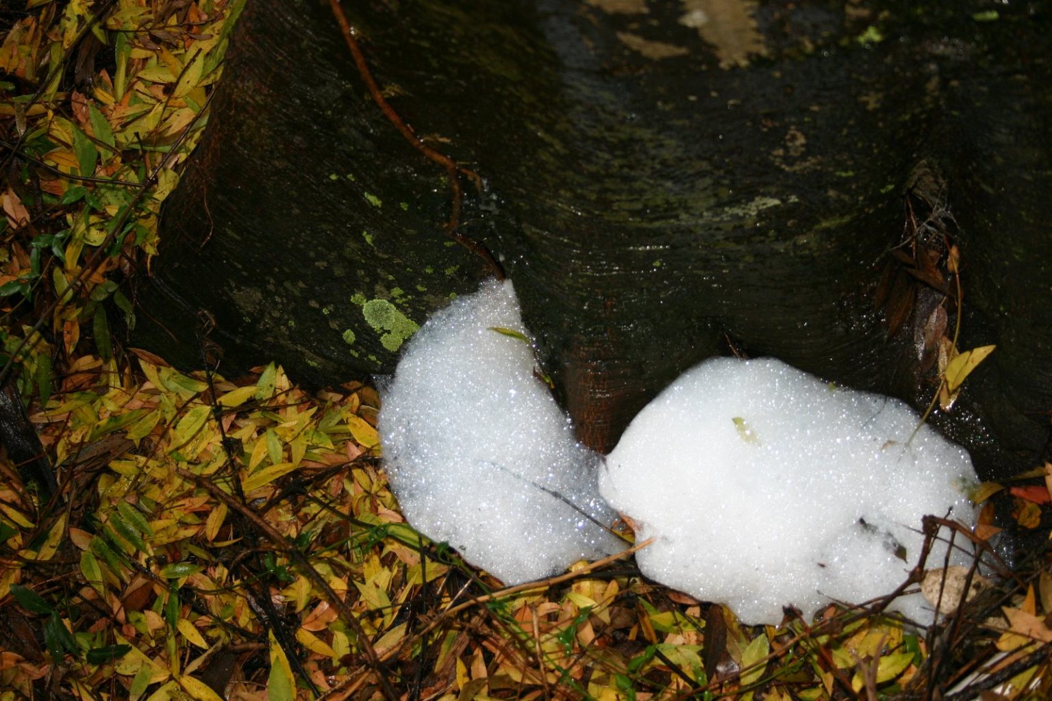 Tree Problem Diagnosing | Walter Reeves: The Georgia Gardener