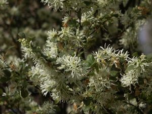 loropetalum green | Walter Reeves: The Georgia Gardener