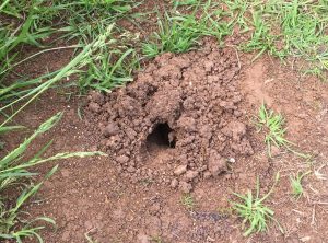 mole hole | Walter Reeves: The Georgia Gardener