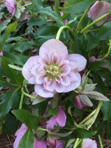 hellebore | Walter Reeves: The Georgia Gardener