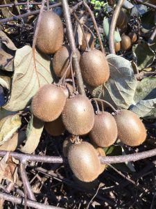 kiwi 6 | Walter Reeves: The Georgia Gardener