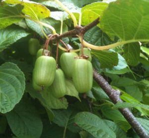 kiwi-A-kolomikta-berries-Luby - Copy | Walter Reeves: The Georgia Gardener